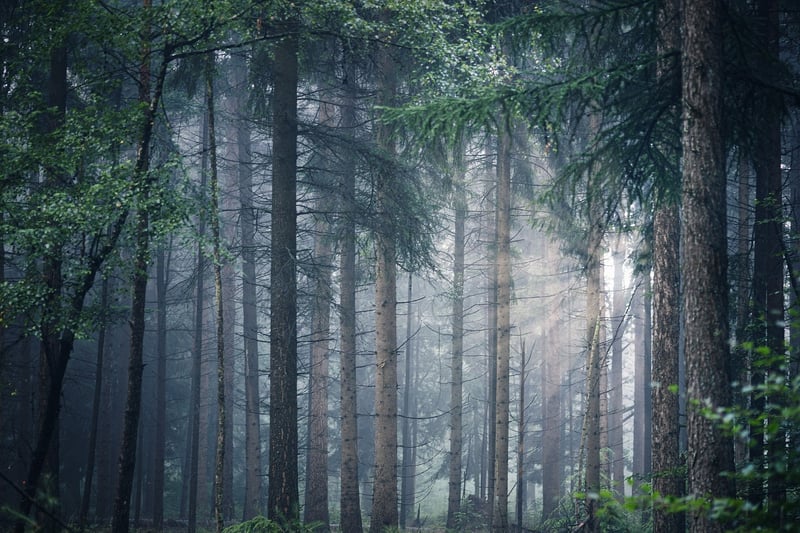 Mystical Forest Wedding